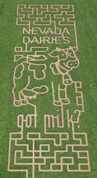 Lattin Farms Maze