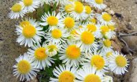 1-Spreading fleabane – Erigeron divergens