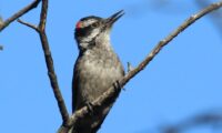 1-hairy woodpecker-THUMB 3JPG