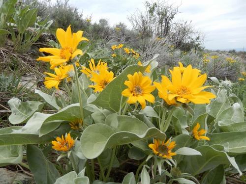 June in Elko
