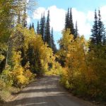 Charleston-to-Jarbidge Rd- Aspen & Englemann spruce