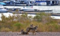 Coyotes wait patiently near the Lake Mead Marina fish cleaning station