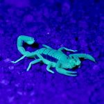 A scorpion at night, illuminated by an ultraviolet flashlight.