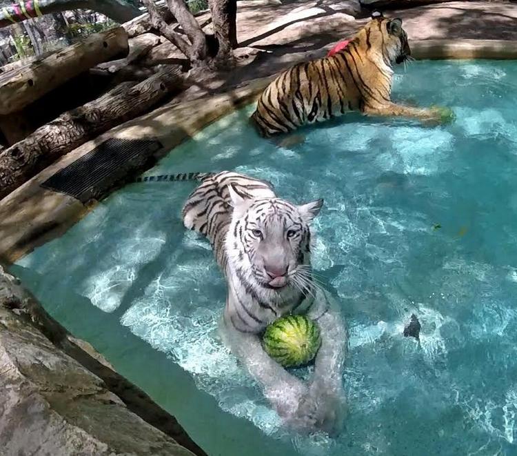 Siegried & Roy’s Tiger Cubs Celebrated Their First Birthday