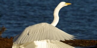Great Egret at Lake Mead
