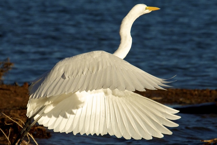 Great Egret at Lake Mead