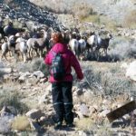 Amy & Bighorn Sheep