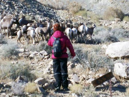 Amy & Bighorn Sheep