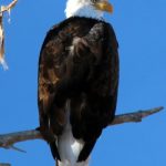 Bald Eagle–Gretchen Baker