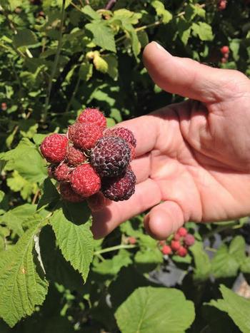 Ripening rasberries on Jacob's Berry Farm