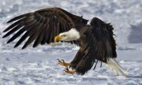 Best_Birding_ContestCV_2017_Dwayne_Hicks_01-w1500-870×480