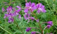 Blossoming fireweed -credit Mount Raineer National Park – link Creative Commons CC BY 2.0