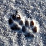 Coyote tracks in snow Gretchen Baker