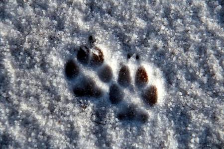 coyote tracks in snow