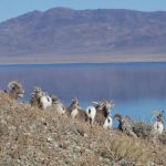 Desert Bighorn Sheep 3