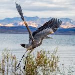 Heron_Lake_Mead_Goya720x720