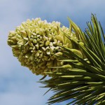 Joshua Tree blossom