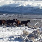 Mustangs in East Carson Valley