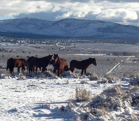 Mustangs in East Carson Valley