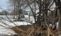 Rabbit-gnawed trees in Tuscarora