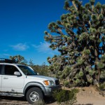 SUV & Joshua Tree