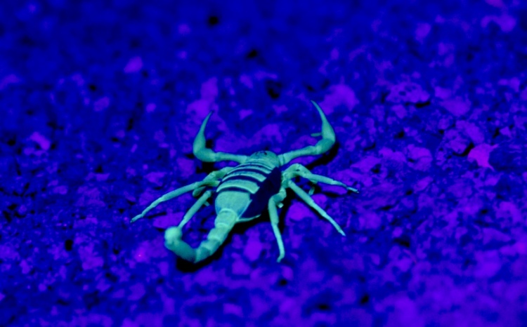 Scorpion 1 - D Maxwell photo Sept2016
