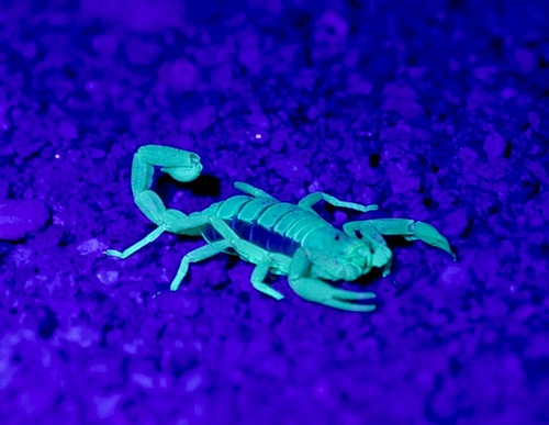 A scorpion at night, illuminated by an ultraviolet flashlight.