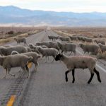 Sheep crossing highway near Baker