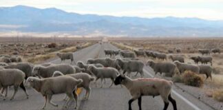Sheep crossing a highway near Baker