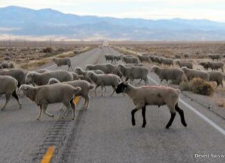 Sheep crossing a highway near Baker