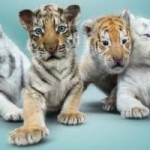 Tiger Cubs of Siegfried & Roy