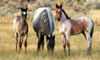 Wild Horses – Tuscarora