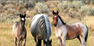Wild Horses - Tuscarora