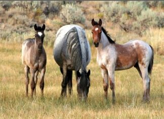 Wild Horses - Tuscarora
