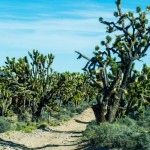 Wee Thump Joshua Trees