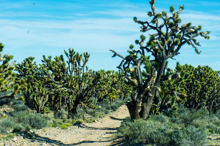 A dense grove of Joshua Trees in the Wee Thump Wilderness Area