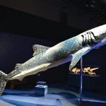 Whale Shark in Sea Monsters Revealed