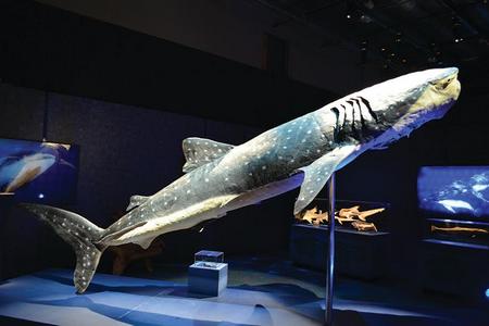 Whale Shark in Sea Monsters Revealed