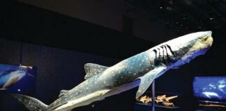 Sea Monsters Revealed exhibit will open adjacent to Shark Reef Aquarium inside Mandalay Bay