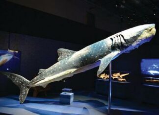 Sea Monsters Revealed exhibit will open adjacent to Shark Reef Aquarium inside Mandalay Bay