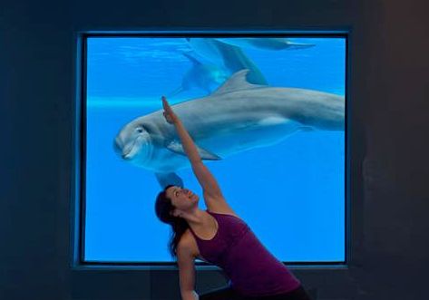Yoga with dolphins