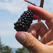 blackberry at Jacobs Family Berry Farm