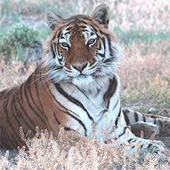 Bengal tiger at Safe Haven Wildlife Refuge