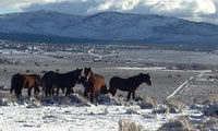 Mustangs in East Carson Valley