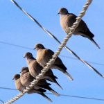 collared doves Gretchen Baker