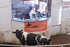 cow at auction, Fallon Nevada