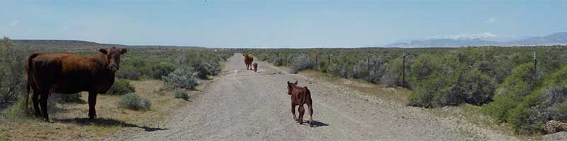 Cows on the Jungo Road