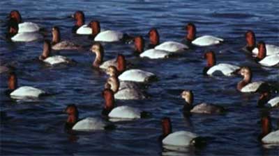 ducks on Walker Lake