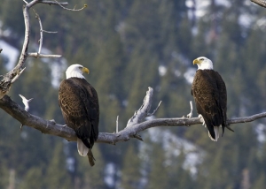 Eagles & Agriculture