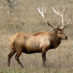 Rocky Mountain Elk Foundation Banquet